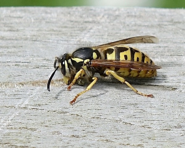 wasp